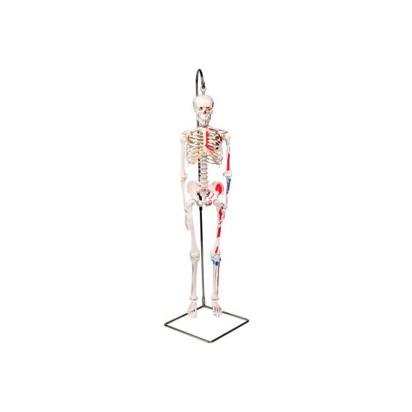 3B Anatomical Model - Shorty The Mini Skeleton with Muscles on Hanging Stand